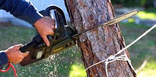 Best Storm Damage Tree Cleanup  in Chester Gap, VA