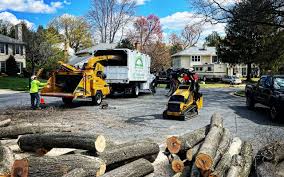 Best Tree Removal  in Chester Gap, VA