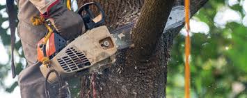 Best Commercial Tree Services  in Chester Gap, VA