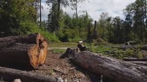  Chester Gap, VA Tree Services Pros