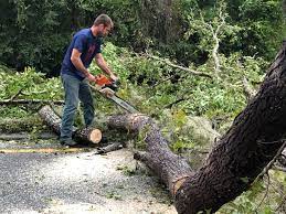 Best Fruit Tree Pruning  in Chester Gap, VA