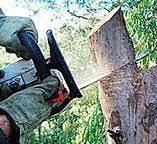 Best Emergency Tree Removal  in Chester Gap, VA