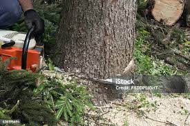 Best Tree Risk Assessment  in Chester Gap, VA