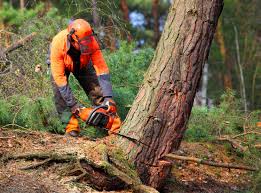 Best Organic Lawn Care Solutions  in Chester Gap, VA