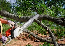 How Our Tree Care Process Works  in  Chester Gap, VA