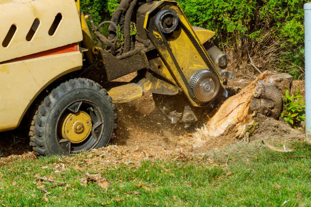 Best Tree Disease Treatment  in Chester Gap, VA