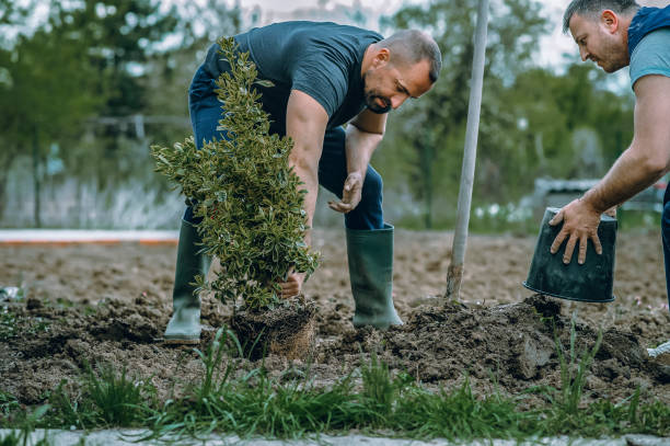 Best Lawn Grading and Leveling  in Chester Gap, VA