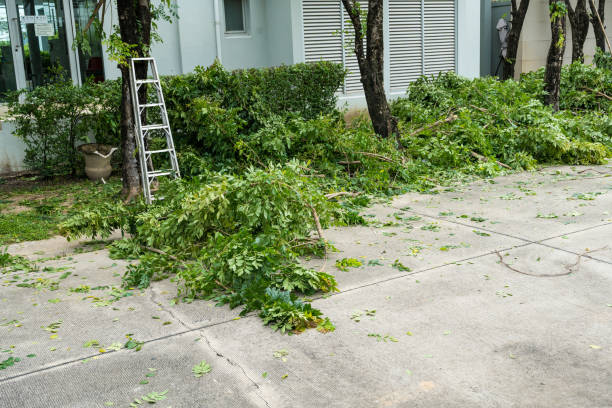 Chester Gap, VA Tree Services Company