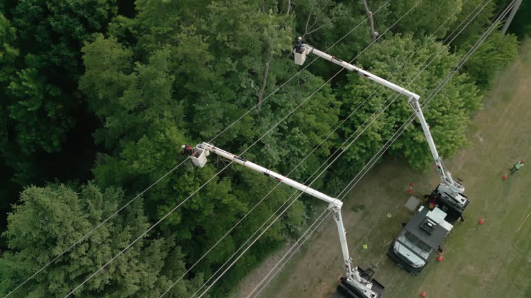 Best Tree Cabling and Bracing  in Chester Gap, VA
