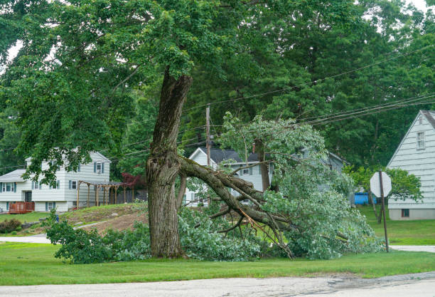 Best Tree Maintenance Programs  in Chester Gap, VA