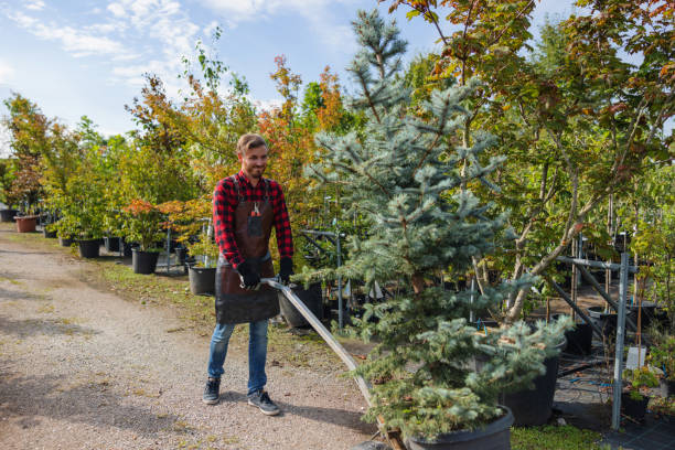 Best Root Management and Removal  in Chester Gap, VA