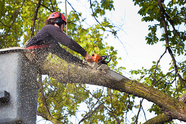 Best Palm Tree Trimming  in Chester Gap, VA