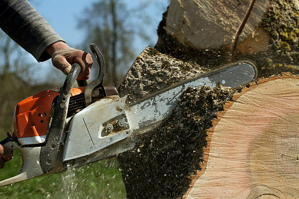 Best Stump Grinding and Removal  in Chester Gap, VA