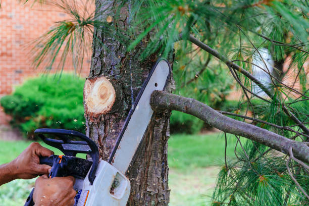 Best Tree and Shrub Care  in Chester Gap, VA